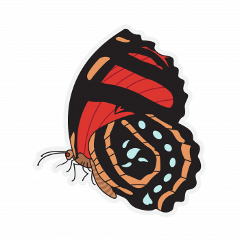 butterfly-sticker